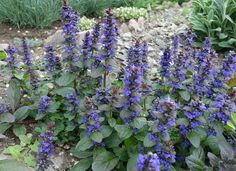 purple flowers are blooming in the garden next to some rocks and plants with green leaves