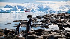 two penguins are standing on some rocks by the water and icebergs in the background