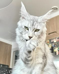 a cat sitting on top of a kitchen counter