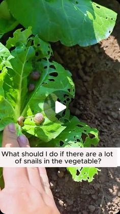 someone is holding up a green leafy plant with the words what should i do if there are a lot of snails in the vegetable?