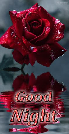 a red rose with the words good night on it and water in front of it