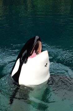 an orca in the water with its mouth open and it's tongue out