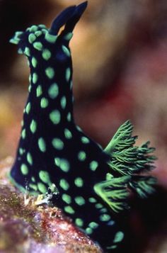 a black and green sea slug with white dots on it's head sitting on a rock