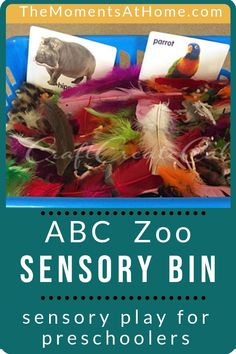 the abc zoo sensory bin is filled with colorful feathers and cards for preschoolers to read