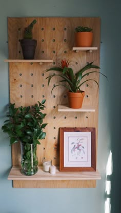 three potted plants on wooden shelves in a room