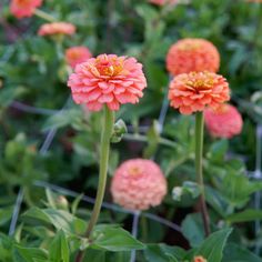 some pink and orange flowers in a garden