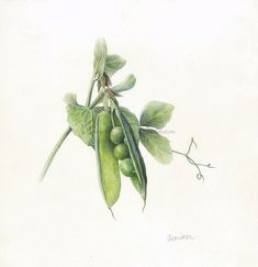 a drawing of peas on a branch with leaves