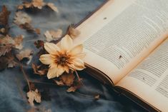 an open book sitting on top of a blue blanket next to leaves and a flower