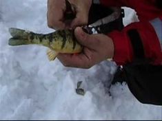 a person holding a small fish in their hand while standing in the snow with ice