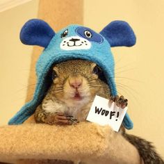 a squirrel in a blue hat with a sign on it's head that says woo p