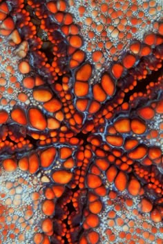 an orange and blue coral with lots of small dots on it's surface, viewed from above