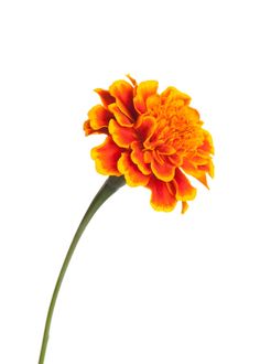 a single orange flower is shown against a white background