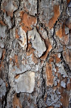 the bark of an old tree is brown and white