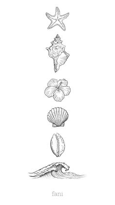 an illustration of seashells and starfish in black and white ink on paper