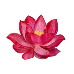 a pink flower is shown on a white background