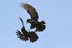 two black birds are flying in the sky