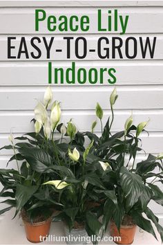 peace lily easy to grow indoor plants in pots with text overlay reading peace lily easy to grow indoors