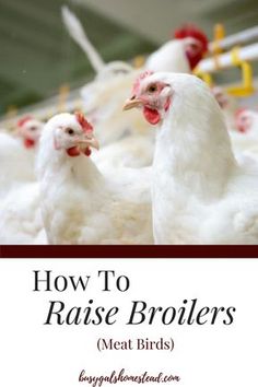 how to raise broilers for meat birds in the kitchen and on the farm