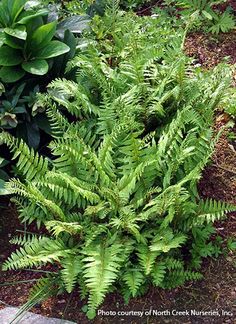 a green plant in the middle of some plants