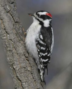 a black and white bird sitting on top of a tree