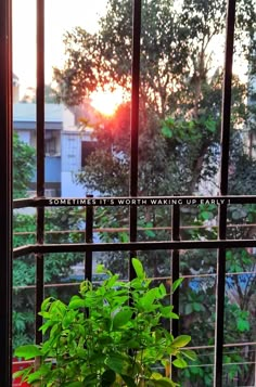 a potted plant sitting in front of a window with the sun setting behind it