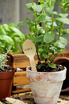 a potted plant sitting on top of a wooden table next to other pots filled with plants