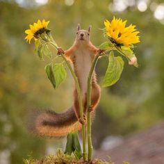 a squirrel standing on its hind legs with sunflowers in it's mouth