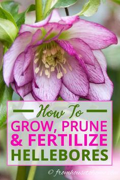 Lenten Rose Care And Planting Guide (How to Grow Hellebores) Hellebore Plants, Perennial Shade Garden, Garden Front Yard, Shade Garden Design, Spring Hill Nursery