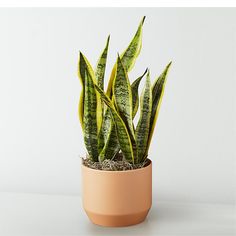 a potted plant sitting on top of a table