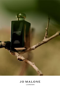 The woody scent of Cypress & Grapevine Cologne Intense is always a smart choice for men. Wear alone, or for impact, layer with your favourite bath & body products. Perfume Branding, Fashion Ad Campaigns, Fragrance Photography, Woody Scent, Organic Fashion, Men Wear, Jo Malone London, Home Scents, Jo Malone