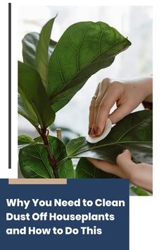 a person cleaning a plant with the words, why you need to clean dust off houseplants and how to do this