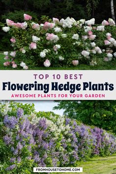 the top 10 best flowering hedge plants to grow in your garden, with text overlay