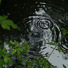 the reflection of trees in the water is very dark and it appears to be raining