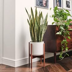 there is a potted plant on the floor next to a dresser and sideboard