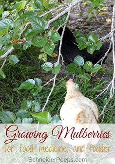 a chicken standing in the grass next to some trees and bushes with text overlay reading growing mulbberries for food, medicine and fodder