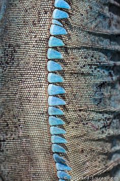 the back end of a lizard's head with blue and black stripes