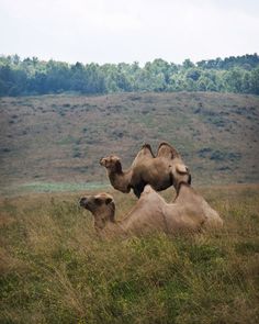 two camels are sitting in the tall grass