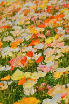 many different colored flowers in the grass