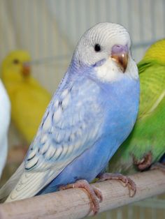 two parakeets are sitting on a perch next to each other