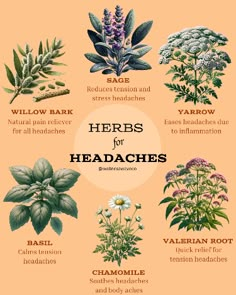 Headache, anemia, decreased hemoglobin, ulcers. These are just a few of the negative side effects of OTC pain relievers. If you want a more natural approach to easing stubborn headaches, consider these different herbs and feel as nature intended! Have you tried any of these? What else has worked for you? Herbs For Headaches, Herbs Medicine, Medicine Recipes, Herbal Education, Herbal Medicine Recipes, Home Apothecary, Natural Pain Relievers, Herbal Remedies Recipes, Medical Herbs