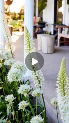 some white flowers and green plants in front of a house