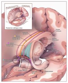 the anatomy of the human brain and its major structures, including the cerebratorys