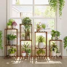 there are many different types of plants on the shelves next to each other in front of a window