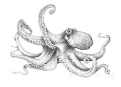 an ink drawing of an octopus