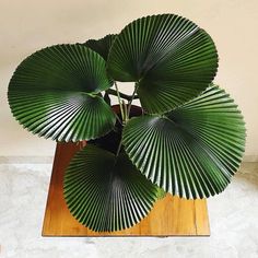 a large green plant sitting on top of a wooden table