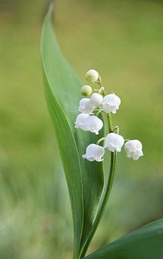 a white flower with green leaves in the foreground and grass in the back ground