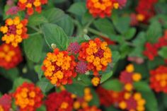 small orange and red flowers with green leaves