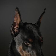 a black and brown doberman dog looking at the camera with an intense look on its face