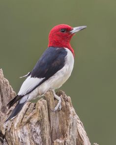 a red and black bird sitting on top of a tree stump