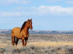 a brown horse standing on top of a dry grass covered field with mountains in the background